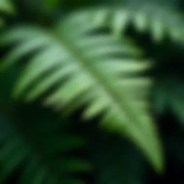 Close-up of a fern leaf illustrating intricate patterns and structures.